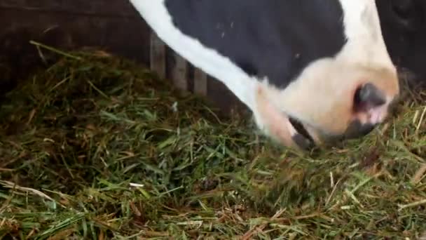 Une vache noire avec des taches blanches se tient dans la grange et mange de l'ensilage d'herbe, gros plan, museau de vache, nourriture et agriculture de vache, bétail 
