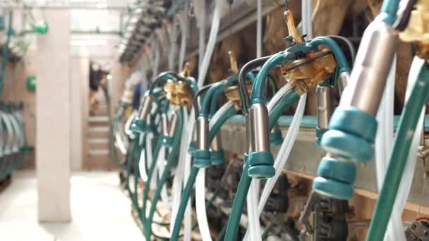 Het melken van koeien op een moderne boerderij met milkmaids en apparatuur voor melkkoeien, verwerken landbouw en industrie, landbouw, — Stockvideo