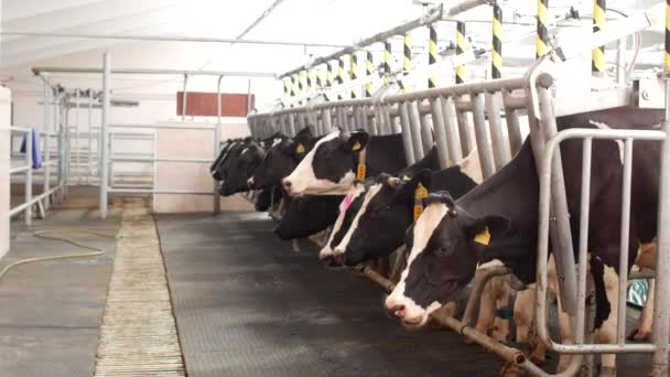 Farm for cows, milking milk, production of milk on a farm, cows and milk, kine — Stock Video