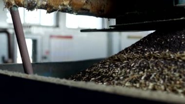 Kolza yağı, kolza tohumu yağlı tohum işleme, kolza tohumu yağlı tohumlar için tuşlarına basın, yakın çekim, soğuk tedarik üretim preslenmiş