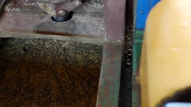 La production pour le traitement des graines oléagineuses de colza et la production d'huile de colza, le travail du torréfacteur, les arbres du torréfacteur agitent le colza broyé — Video