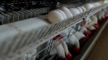 Tavuk çiftliği damızlık için tavuk, tavuk yumurtası ışınlama, tavuk ve yumurta, çiftlik git