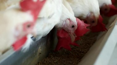 Tavuk ve yumurta, üreme için tavuk çiftliği tavuk gagalamayı besleme, yakın çekim, karma yem