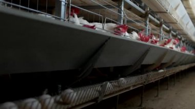 Tavuk çiftliği damızlık için tavuk, tavuk yumurtası ışınlama, tavuk ve yumurta, hayvan git