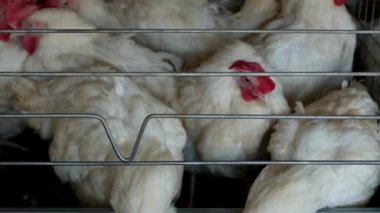 Tavuk ve yumurta, üreme için tavuk çiftliği tavuk gagalamayı besleme, yakın çekim, fabrika tavukları, peck