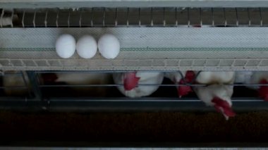 Tavuk çiftliği damızlık için tavuk, tavuk yumurtası git ışınlama, tavuk ve yumurta, kuş gribi ile
