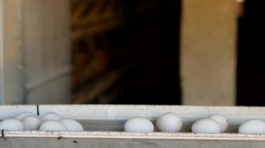 Tavuk yumurta, kümes hayvanları, tavuk yumurtası üretimi gitmek-den geçerek daha fazla sıralama, yakın çekim, ışınlama için konveyör
