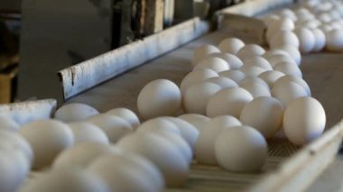 Tavuk yumurta, kümes hayvanları, tavuk yumurtası üretimi gitmek-den geçerek daha fazla sıralama, yakın çekim, ışınlama için konveyör