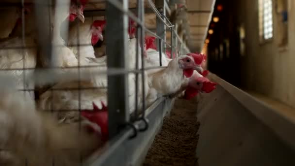 Poultry farm for breeding chickens and eggs, chickens pecking feed, close-up, ranch — Stock Video