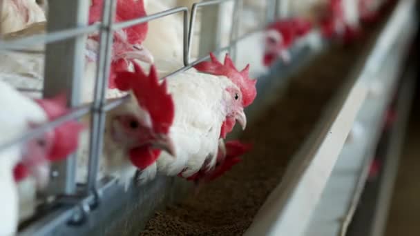Exploitation avicole pour l'élevage de poulets et d'œufs, poulets picorant des aliments, gros plan, poules d'usine, industrie — Video