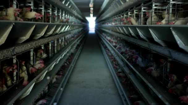 Poultry farm, chickens sit in open-air cages and eat mixed feed, on conveyor belts lie hens eggs, poultry house — Stock Video