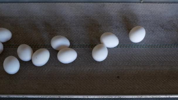 La producción de huevos de pollo, aves de corral, huevos de pollo pasan por el transportador para su posterior clasificación, primer plano — Vídeos de Stock