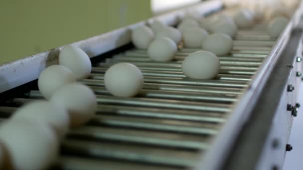 A produção de ovos de galinha, aves, ovos de galinha passam pelo transportador para posterior triagem, close-up, agricultura — Vídeo de Stock