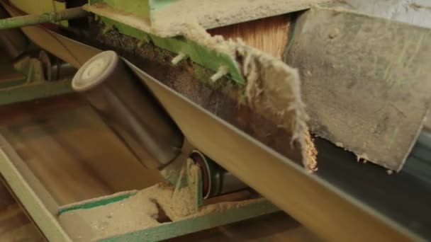 밀링의 형태로 옥수수 컨베이어 벨트에 — 비디오