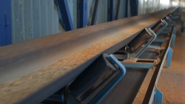 Enterprise of milling and feed industry, kernels of wheat move on the conveyor belt, agriculture — Stock Video