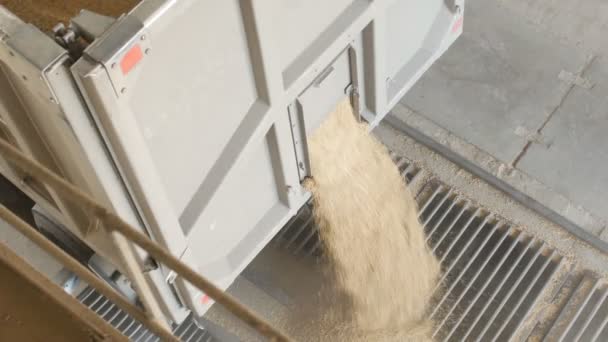 Το φορτηγό αυτοκίνητο χύνει έξω η κάλους ή δημητριακά βρώμης στο ασανσέρ, γεωργία — Αρχείο Βίντεο