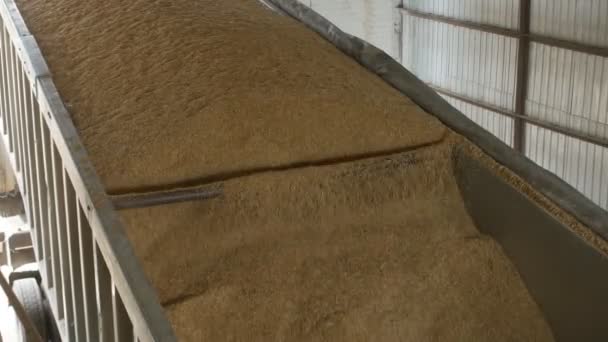 El camión vierte granos o granos de trigo en el ascensor, la agricultura — Vídeos de Stock