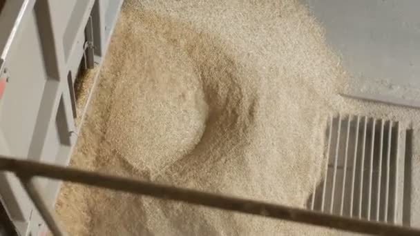 The truck pours out corns or grains of wheat into the elevator, agriculture — Stock Video