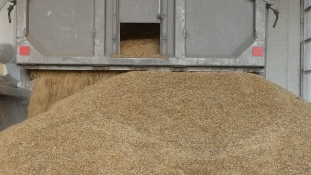 De truck giet likdoorns of korrels van tarwe in de Lift, landbouw — Stockvideo