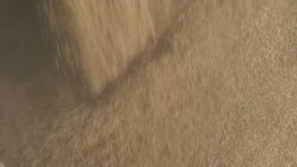 Зерно или мозоли овса в куче, сельское хозяйство — стоковое видео