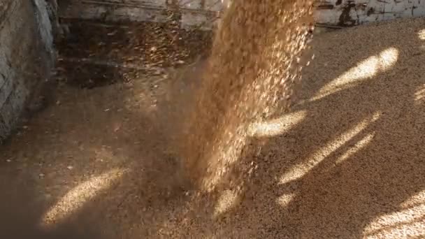 Weizenkörner werden in einen LKW verladen, Fabrik für Brotprodukte, Betrieb für Mahl- und Futtermittelindustrie — Stockvideo