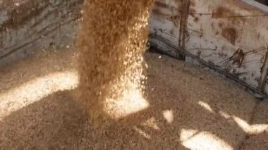 Arpa taneleri bitki ekmek ürünleri, kurumsal freze, bir kamyona yüklenir ve Yem Sanayi