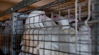 Damızlık broiler tavuk ve tavuk, broiler tavuk kulübe, kümes, fabrika, çiftlik parmaklıklar arkasında oturmak