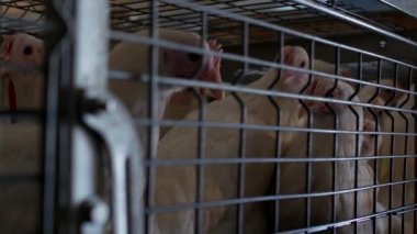 Damızlık broiler tavuk ve tavuk, broiler tavuk kulübe, kümes, taze piliç parmaklıklar arkasında oturmak