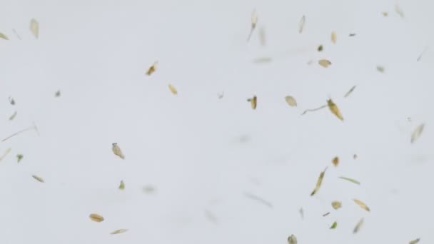 Movimiento de las partículas en el aire del viento sobre un fondo blanco — Vídeos de Stock