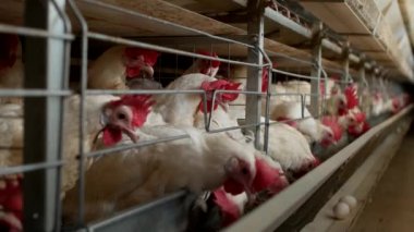 Tavuk çiftliği damızlık için tavuk, tavuk yumurtası ışınlama, tavuk ve yumurta, fabrika git