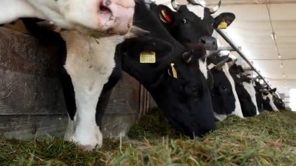 Vacas na fazenda comem grama, silagem na barraca, close-up, vaca na fazenda, agricultura, indústria, kine — Vídeo de Stock