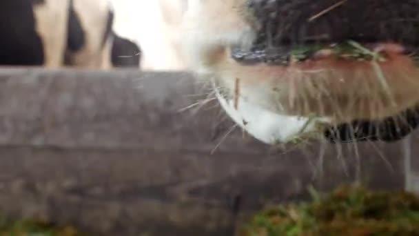 Uma Vaca Preta Com Manchas Brancas Fica Celeiro Come Silagem — Vídeo de Stock
