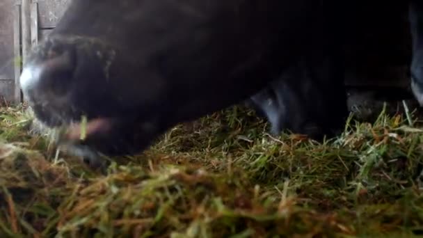 En svart Ko står i en lada och äter gräsensilage, närbild, Ko munkorg, Ko mat och jordbruk, Ko ansikte — Stockvideo