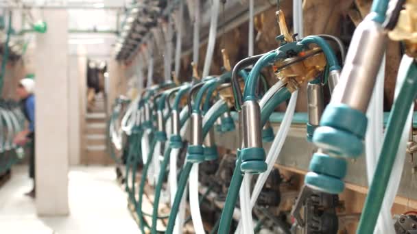 Melkkoeien op een moderne boerderij met milkmaids en apparatuur voor het melken van de koeien, de landbouw en de industrie, landbouw, apparatuur — Stockvideo