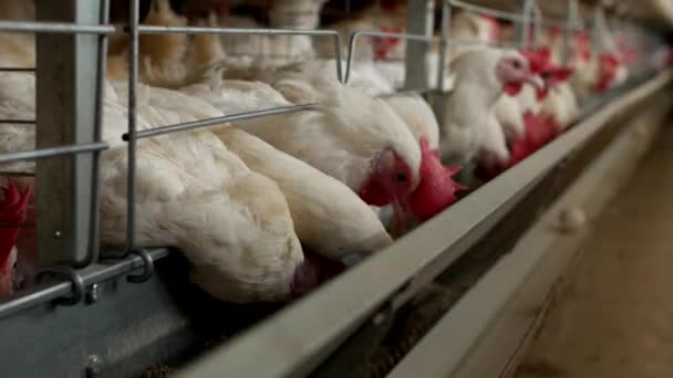 Exploitation avicole pour poulets reproducteurs, œufs de poulets passent par le transporteur, poulets et œufs, élevage — Video