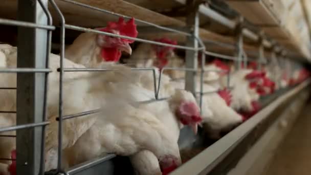 Aves de capoeira para reprodução de galinhas, ovos de galinha passam pelo transportador, galinhas e ovos, manufactory — Vídeo de Stock