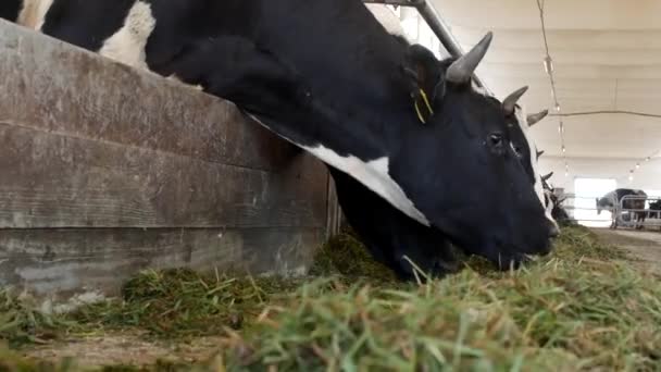 Las vacas en la granja comen hierba, ensilado en el establo, primer plano, vaca en la granja, agricultura, industria, vacas — Vídeo de stock