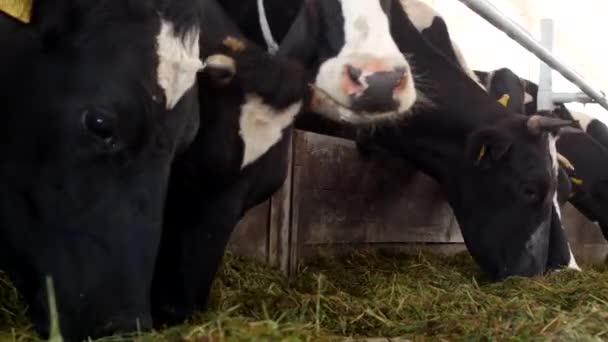 Op de boerderij koeien eten gras, kuilgras in de stal, close-up, koe op de boerderij, de landbouw, de industrie, de kine — Stockvideo