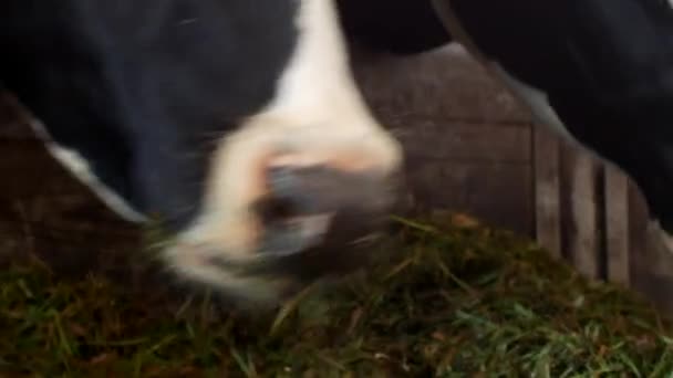 Uma vaca negra com manchas brancas fica no celeiro e come silagem de grama, close-up, focinho de vaca, comida de vaca e agricultura, comendo — Vídeo de Stock