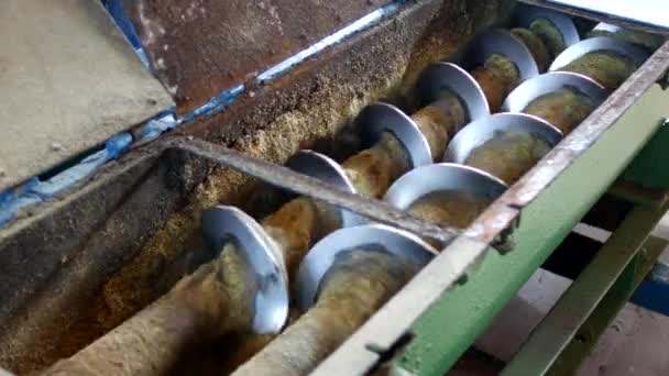 Produção de óleo de colza, transformação de sementes oleaginosas de colza, fornecimento de sementes de óleo de colza à prensa a frio, colza — Vídeo de Stock