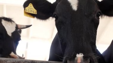 Siyah inek bir ahır standları ve kameraya bakar ve kemikleri çimen, yakın çekim, tarım, şikayet