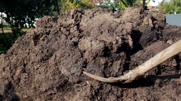 En man gräver en spade gödsel för gödsling jorden när plantor, närbild, spade och gödsel, dynga — Stockvideo