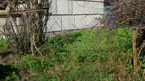 Ein Mann Schüttet Einen Gartenkarren Mit Gülle Aus Den Boden — Stockvideo