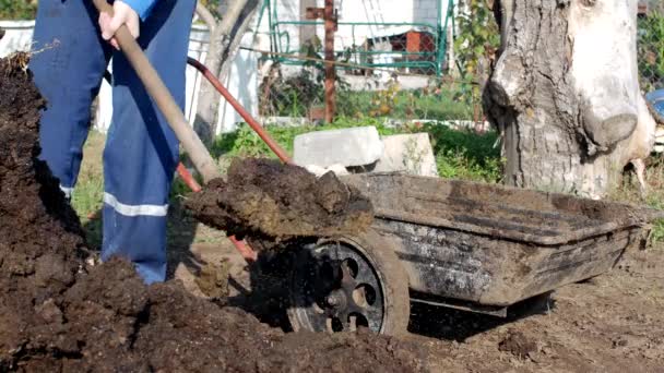 Un hombre cava estiércol con una pala para fertilizar el suelo y lo carga en un carro de jardín para su distribución alrededor del jardín, estiércol — Vídeo de stock