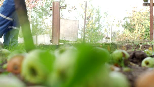 Un uomo rotola un carrello da giardino alla dacia per il carico di letame, area cottage di campagna — Video Stock