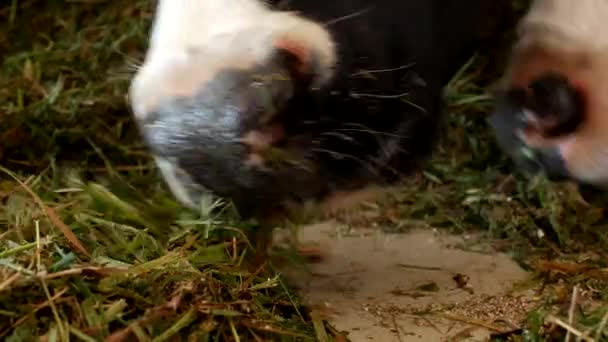 Чорна корова з білими плямами стоїть в сараї і їсть траву силос, крупним планом, дуло корови, коров'яче харчування та сільське господарство, яловичина — стокове відео