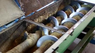 Kolza yağı, kolza tohumu yağlı tohum işleme, kolza tohumu yağlı tohumlar için tuşlarına basın, soğuk tedarik üretim kolza