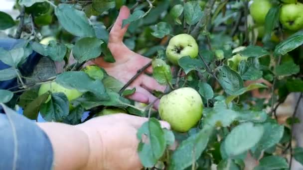 Mulher colhendo maçãs verdes da macieira para a colheita para o inverno, close-up, maçãs verdes — Vídeo de Stock