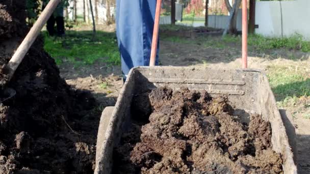 Чоловік копає гній лопатою для запліднення грунту і завантажує його в садовий візок для розподілу навколо саду, гній — стокове відео