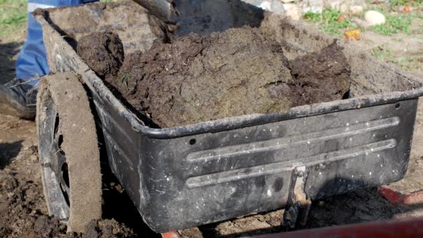 Seorang pria menggali kotoran dengan sekop untuk membuahi tanah dan beban ke dalam gerobak taman untuk distribusi di sekitar taman, kotoran — Stok Video